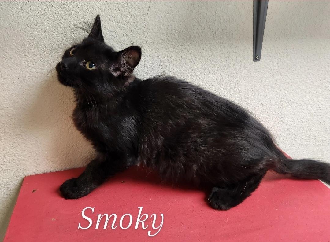 Smokey, an adoptable Domestic Medium Hair in Yarnell, AZ, 85362 | Photo Image 3