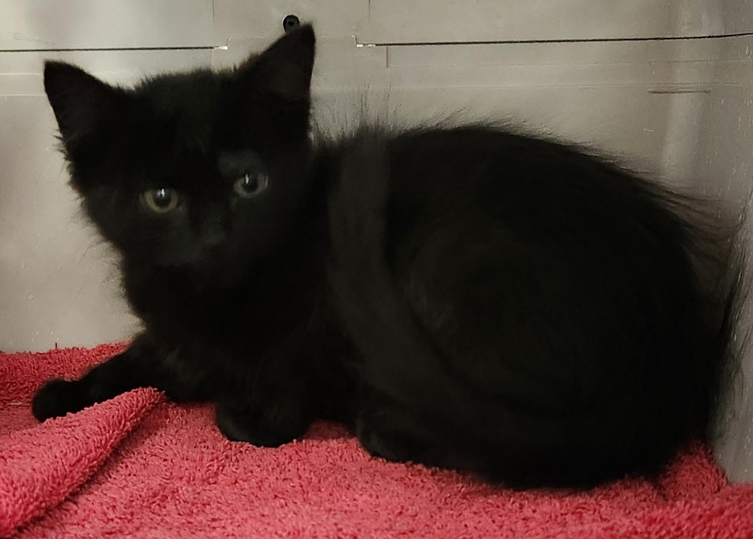 Smokey, an adoptable Domestic Medium Hair in Yarnell, AZ, 85362 | Photo Image 4