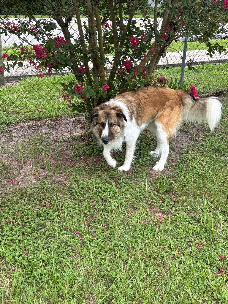 Maximo, Adoptable, Adult Male Mixed Breed.