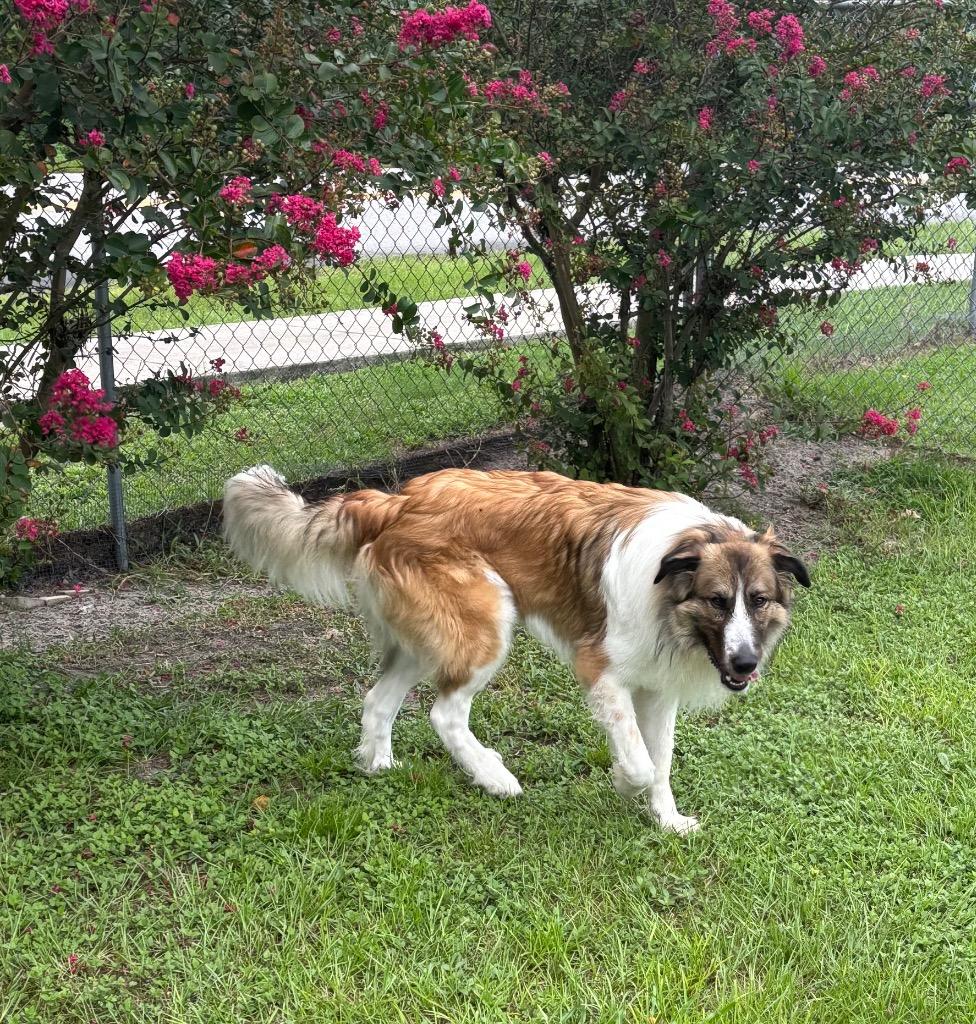 Maximo, a Adoptable Mixed Breed in Ocala, FL image 2/5