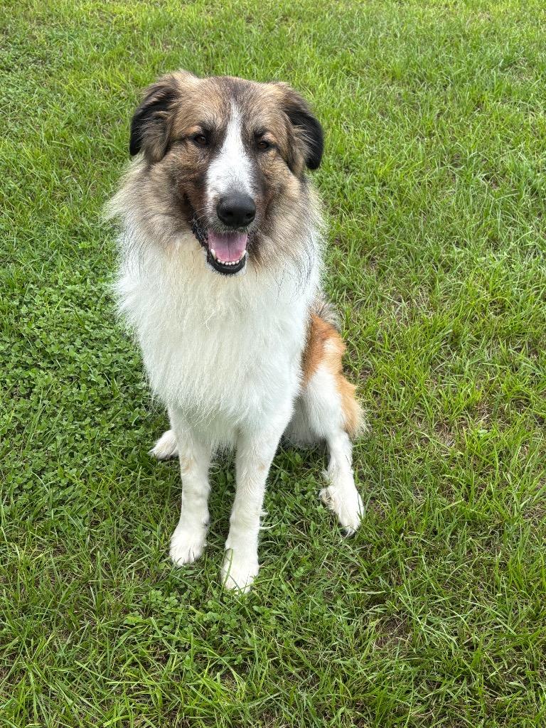 Maximo, a Adoptable Mixed Breed in Ocala, FL image 4/5