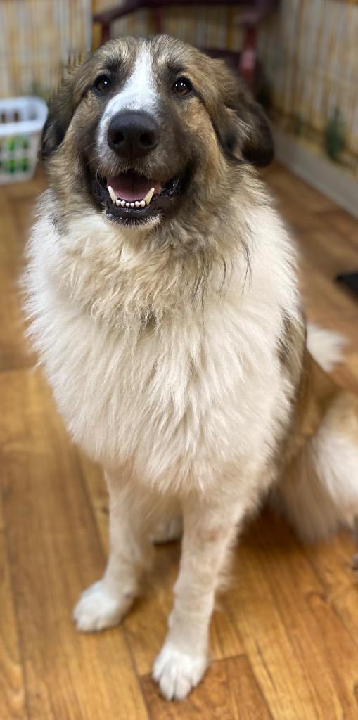 Maximo, a Adoptable Mixed Breed in Ocala, FL image 5/5