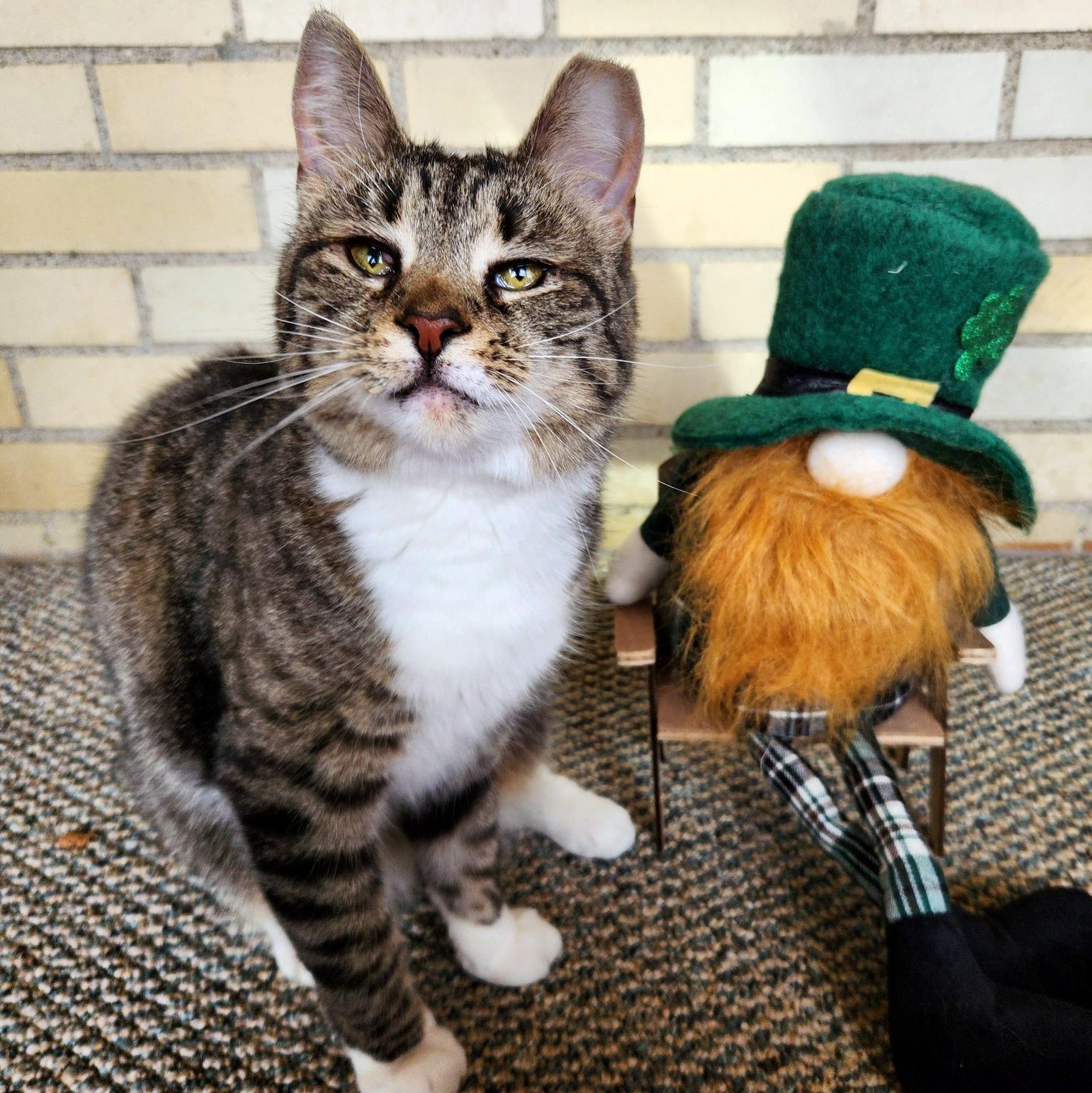 Marie, ADOPTABLE, Adult Female Domestic Short Hair.