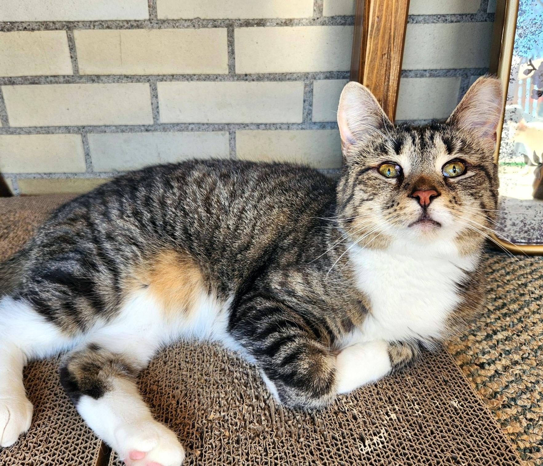 Enlarge Marie, a ADOPTABLE Domestic Short Hair in Pittsburgh, PA image 3/6