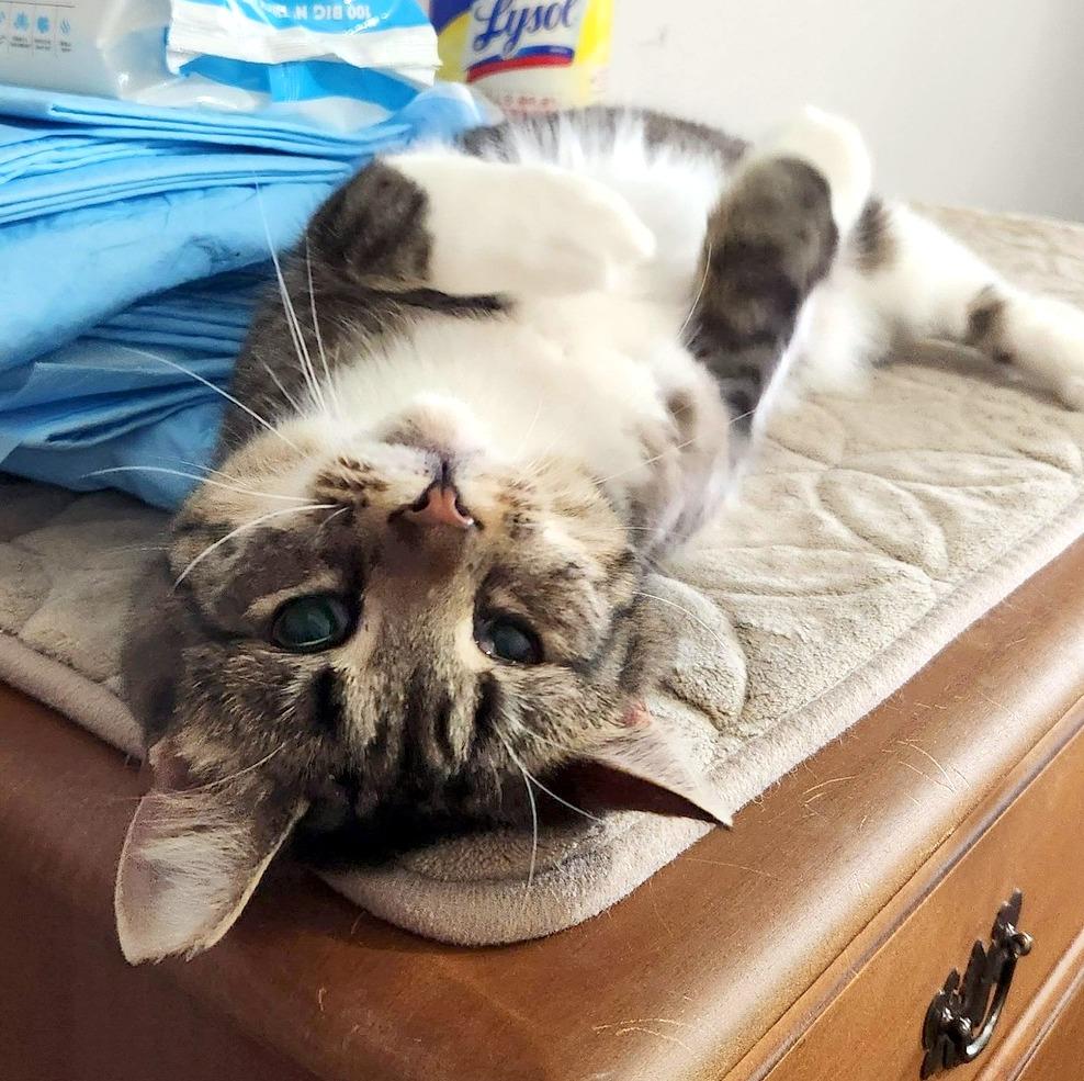 Enlarge Marie, a ADOPTABLE Domestic Short Hair in Pittsburgh, PA image 5/6