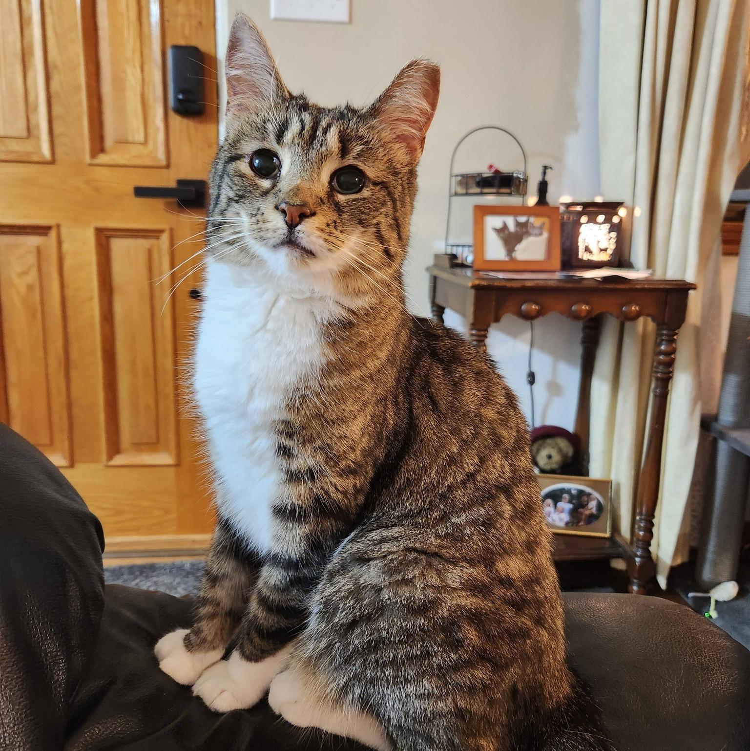 Enlarge Marie, a ADOPTABLE Domestic Short Hair in Pittsburgh, PA image 6/6