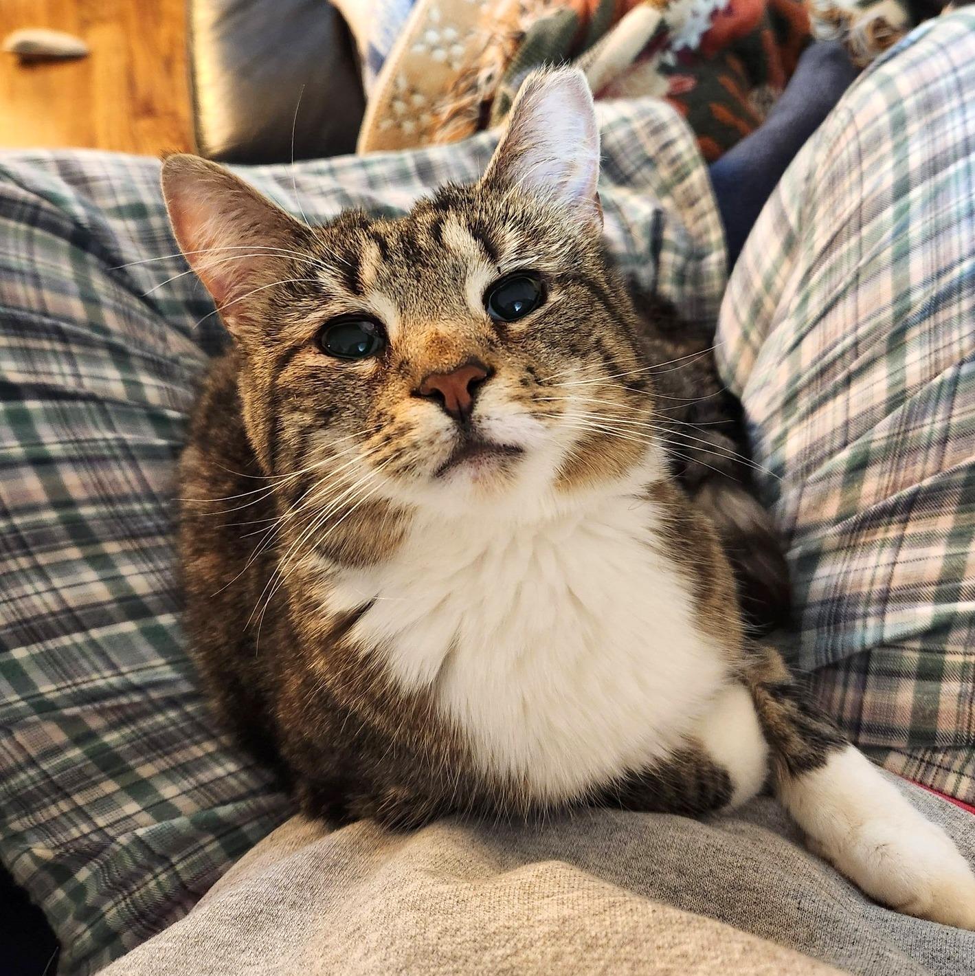 Enlarge Marie, a ADOPTABLE Domestic Short Hair in Pittsburgh, PA image 4/6