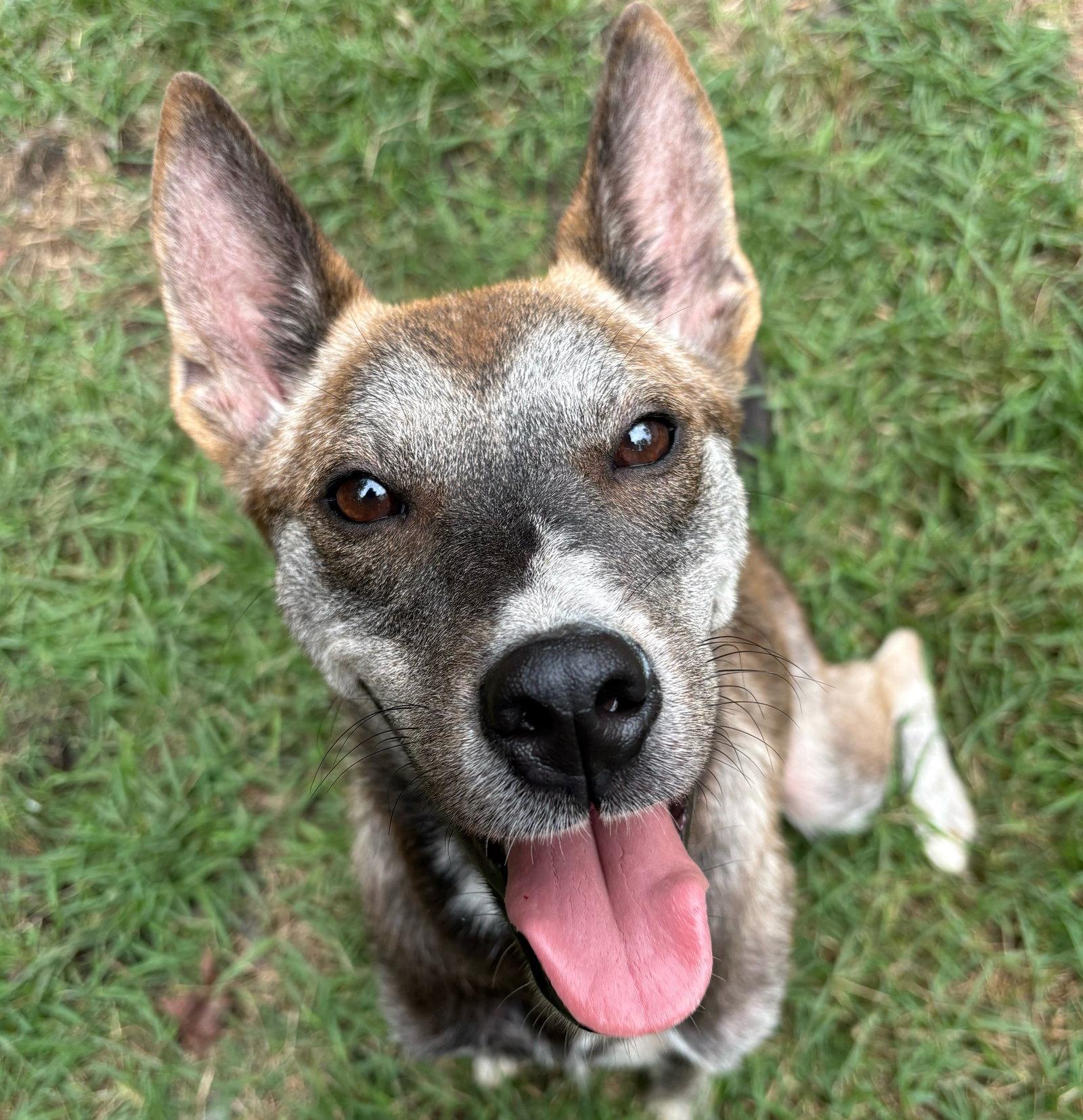 Ladybug, Adoptable, Adult Female Shepherd.