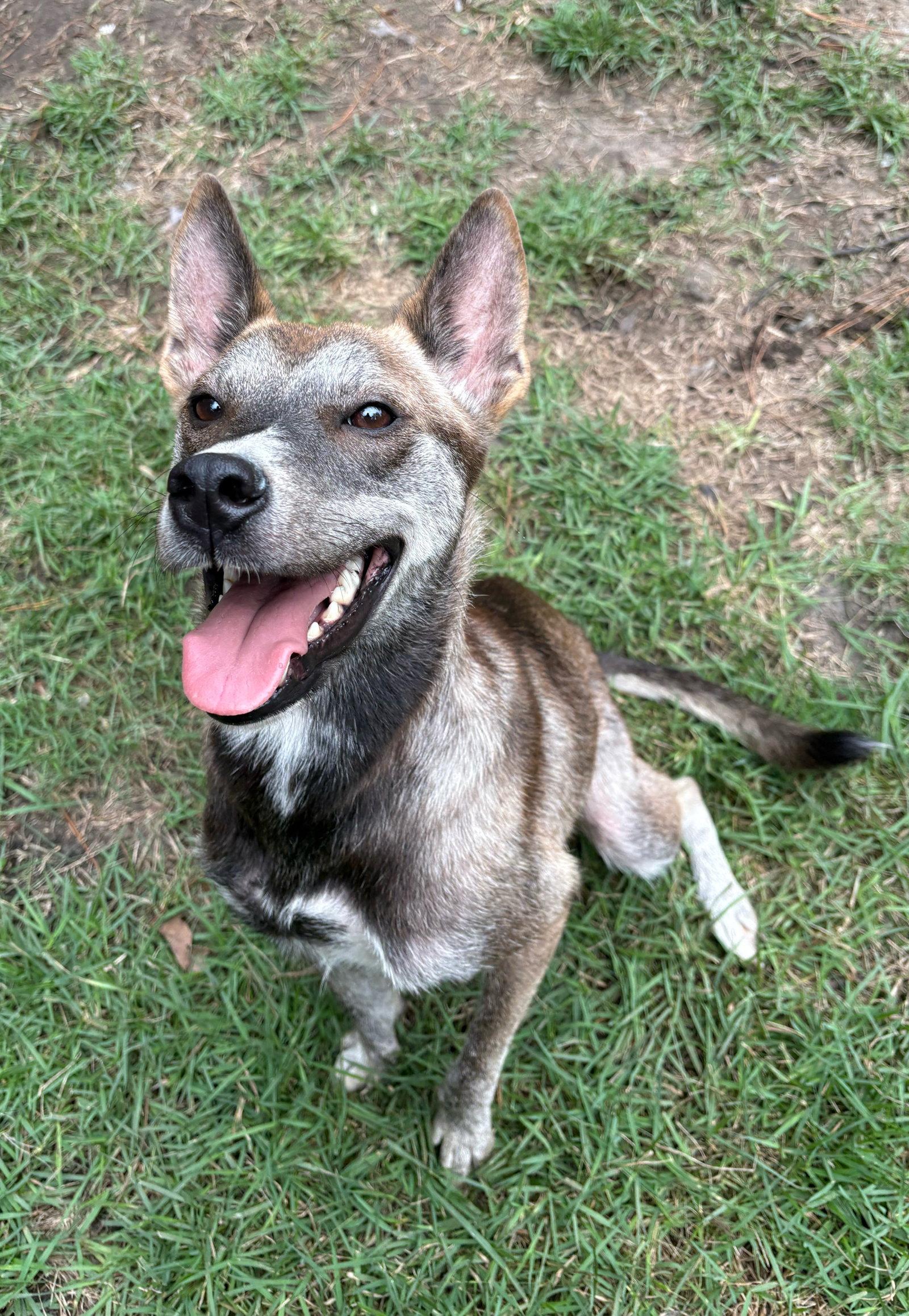 Enlarge Ladybug, a Adoptable Shepherd in Mount Pleasant, SC image 2/2