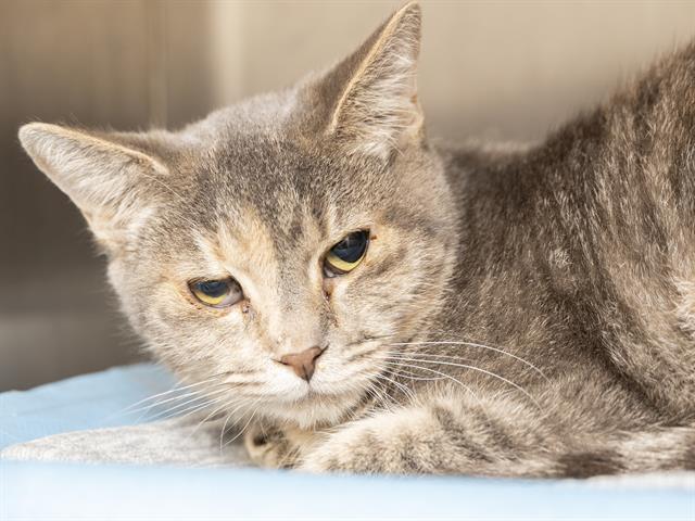 Enlarge TIBBY, a Adoptable Domestic Short Hair in Phoenix, AZ image 1/1