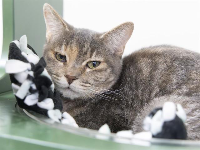 TIBBY, Adoptable, Adult Female Domestic Short Hair.