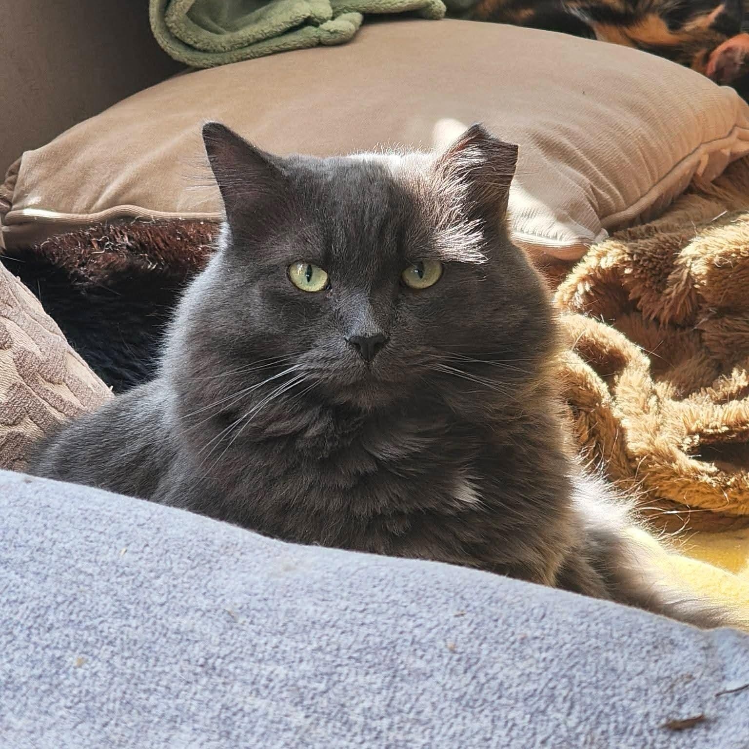 Gibson (m) Nebelung 3yrs old Russian Blue, ADOPTABLE, Adult Male Nebelung.