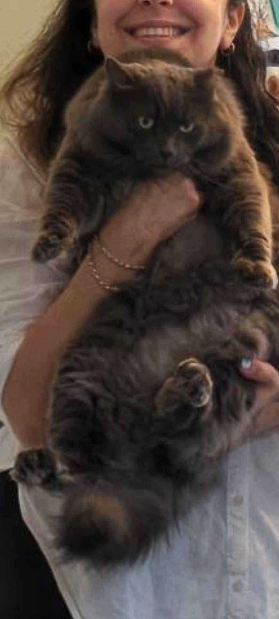 Gibson (m) Nebelung 3yrs old Russian Blue, a ADOPTABLE Nebelung in Ottawa, ON image 5/5