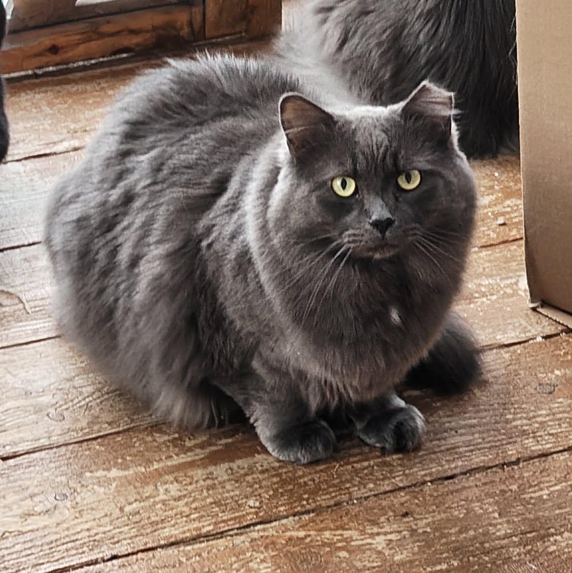 Enlarge Gibson (m) Nebelung 3yrs old, a ADOPTABLE Nebelung in Ottawa, ON image 4/6