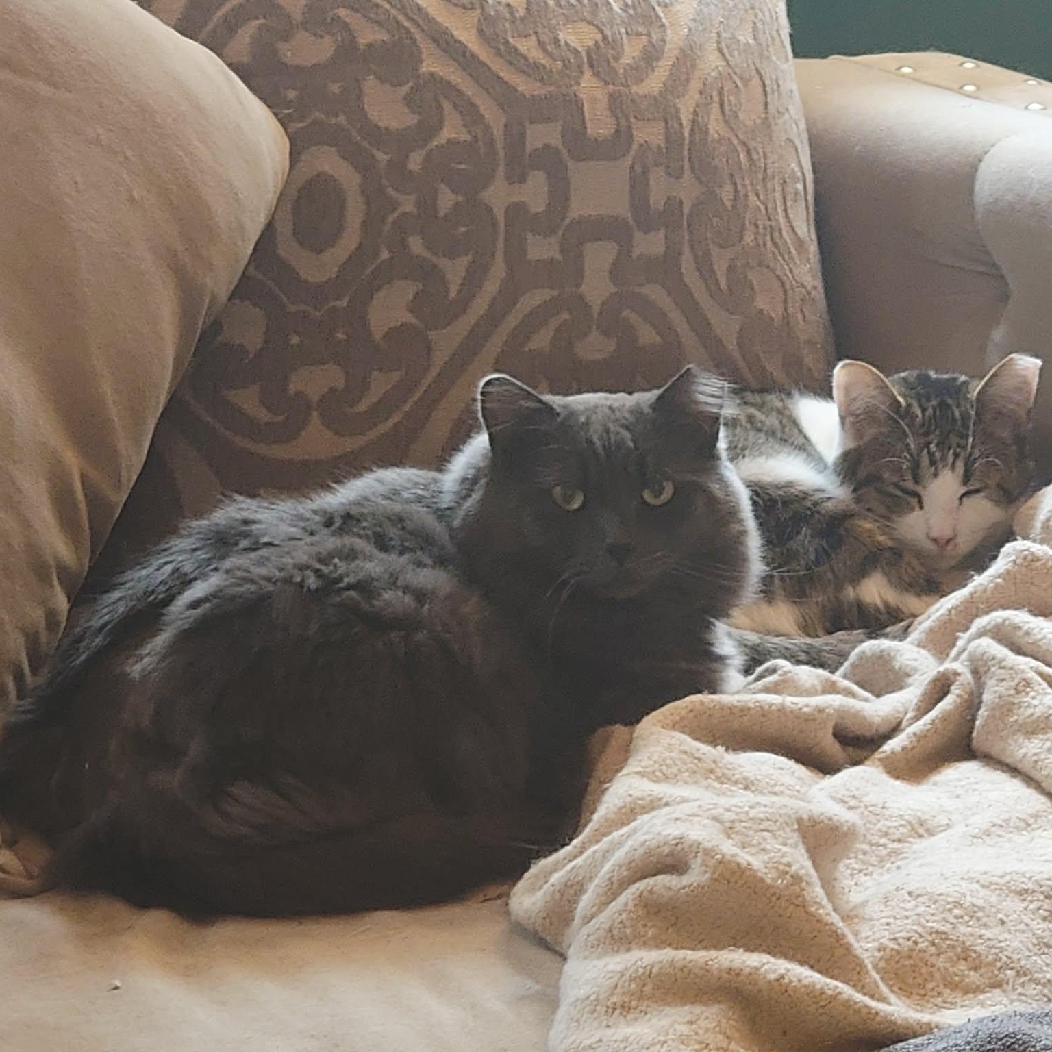 Enlarge Gibson (m) Nebelung 3yrs old, a ADOPTABLE Nebelung in Ottawa, ON image 5/6