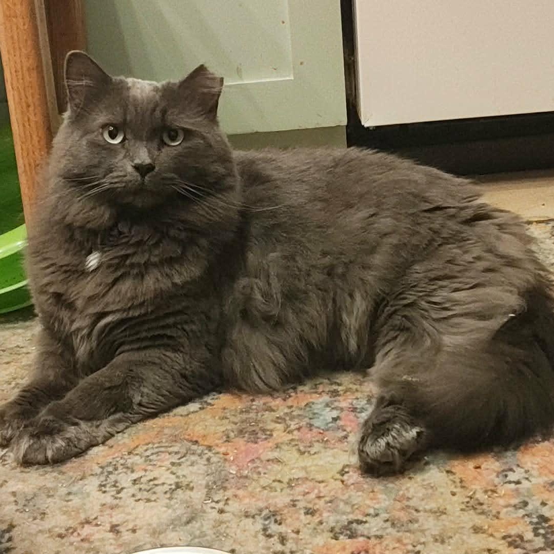 Enlarge Gibson (m) Nebelung 3yrs old, a ADOPTABLE Nebelung in Ottawa, ON image 1/2