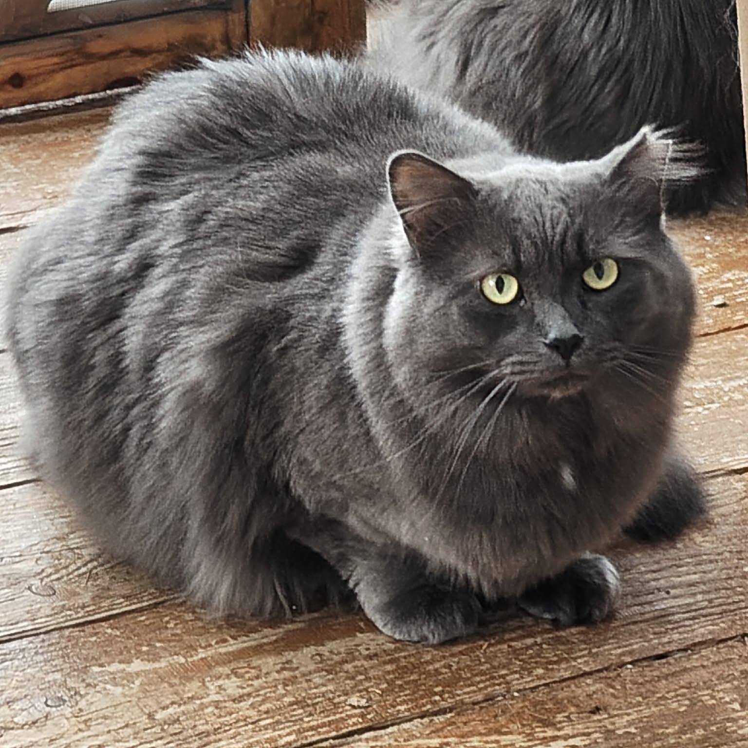 Enlarge Gibson (m) Nebelung 3yrs old, a ADOPTABLE Nebelung in Ottawa, ON image 2/6