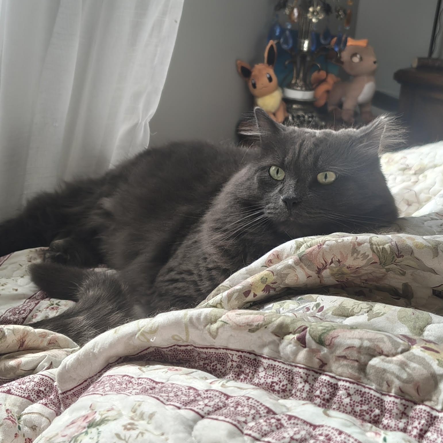 Gibson (m) Nebelung 3yrs old Russian Blue, a ADOPTABLE Nebelung in Ottawa, ON image 2/5