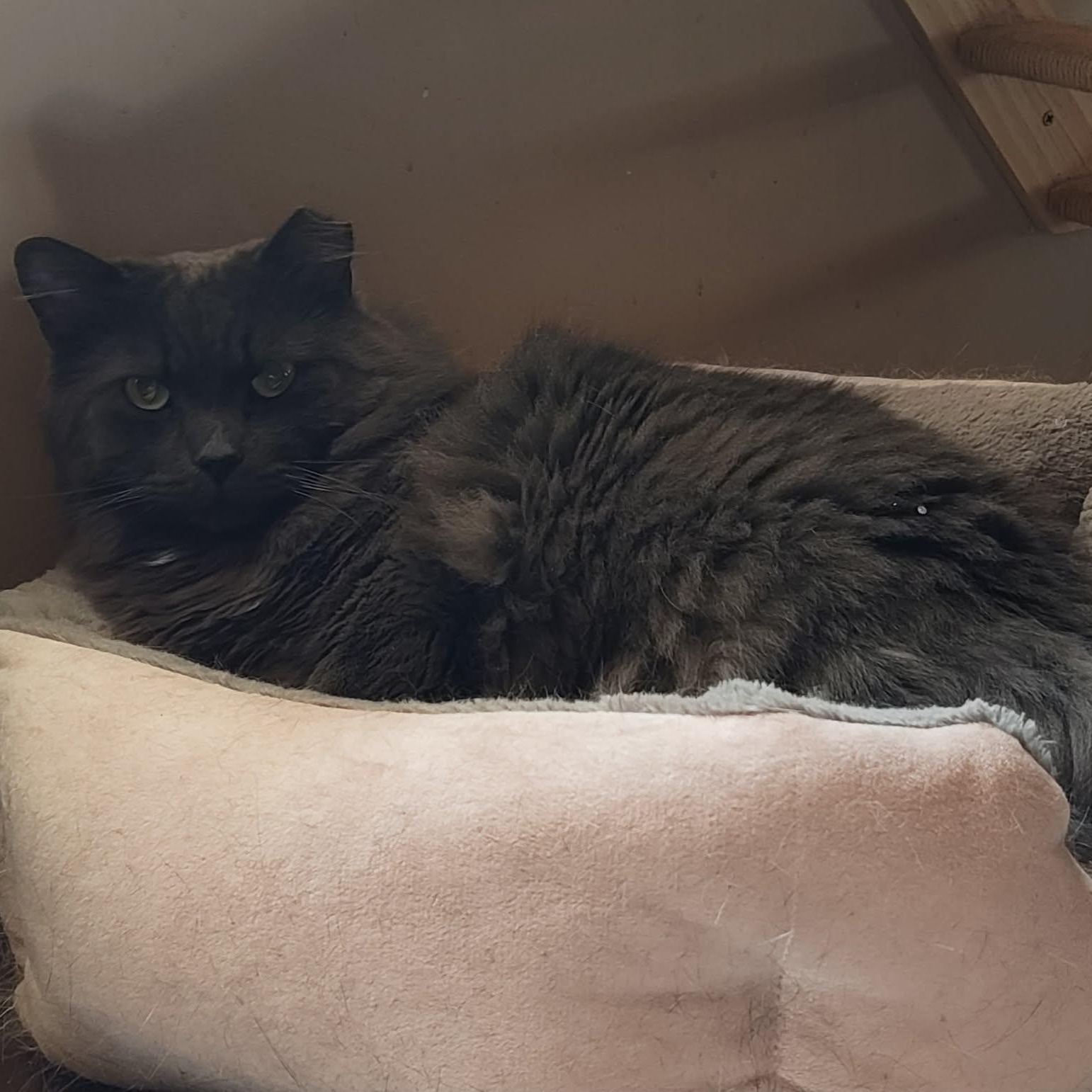 Enlarge Gibson (m) Nebelung 3yrs old, a ADOPTABLE Nebelung in Ottawa, ON image 6/6