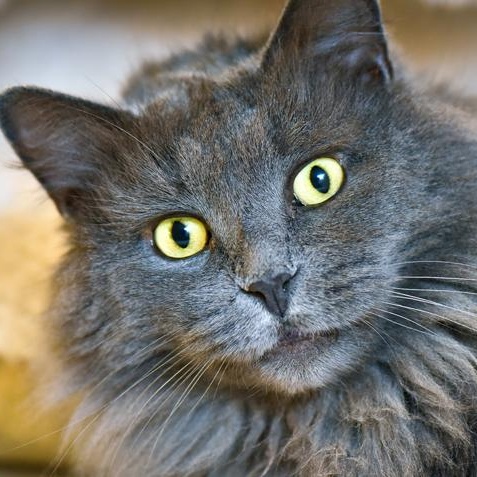 Enlarge Gibson (m) Nebelung 3yrs old, a ADOPTABLE Nebelung in Ottawa, ON image 2/2
