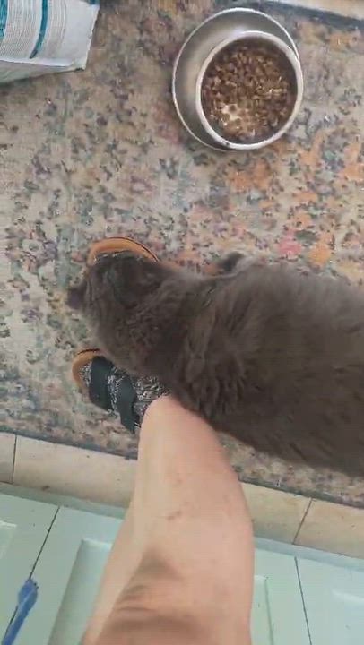 Enlarge Gibson (m) Nebelung 3yrs old Russian Blue, a ADOPTABLE Nebelung in Ottawa, ON video 4/5