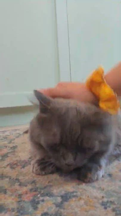 Enlarge Gibson (m) Nebelung 3yrs old, a ADOPTABLE Nebelung in Ottawa, ON video 3/6