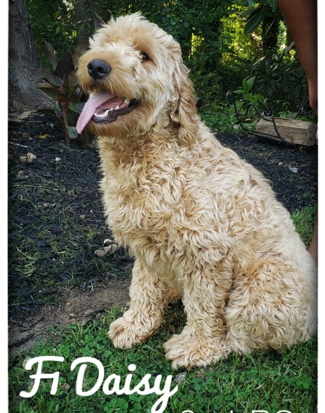 Daisy, ADOPTABLE, Adult Female Goldendoodle.