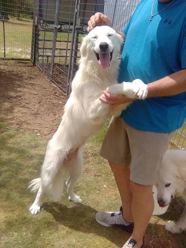 Enlarge Carmen, an adopted Great Pyrenees in Spring, TX image 2/6
