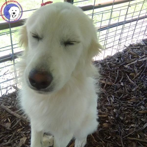 Carmen, adopted, Young Female Great Pyrenees.