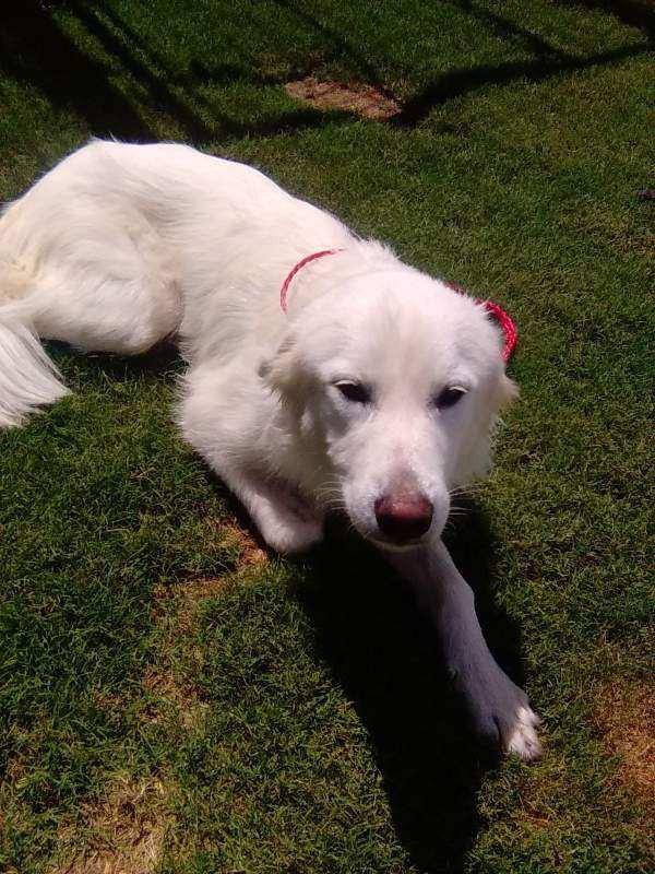 Enlarge Carmen, an adopted Great Pyrenees in Spring, TX image 5/6