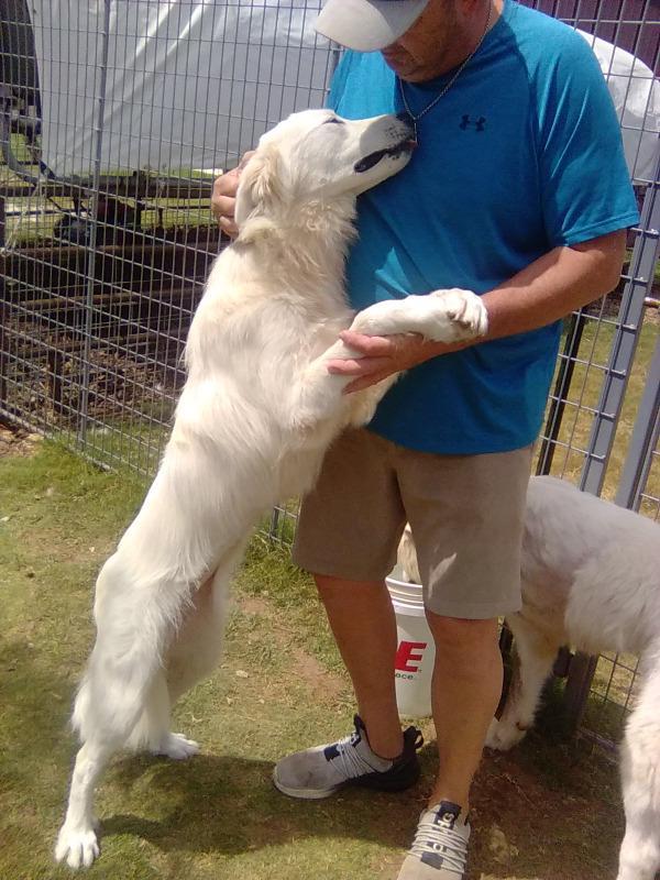 Enlarge Carmen, an adopted Great Pyrenees in Spring, TX image 3/6