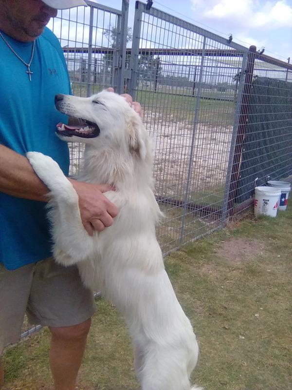 Enlarge Carmen, an adopted Great Pyrenees in Spring, TX image 4/6