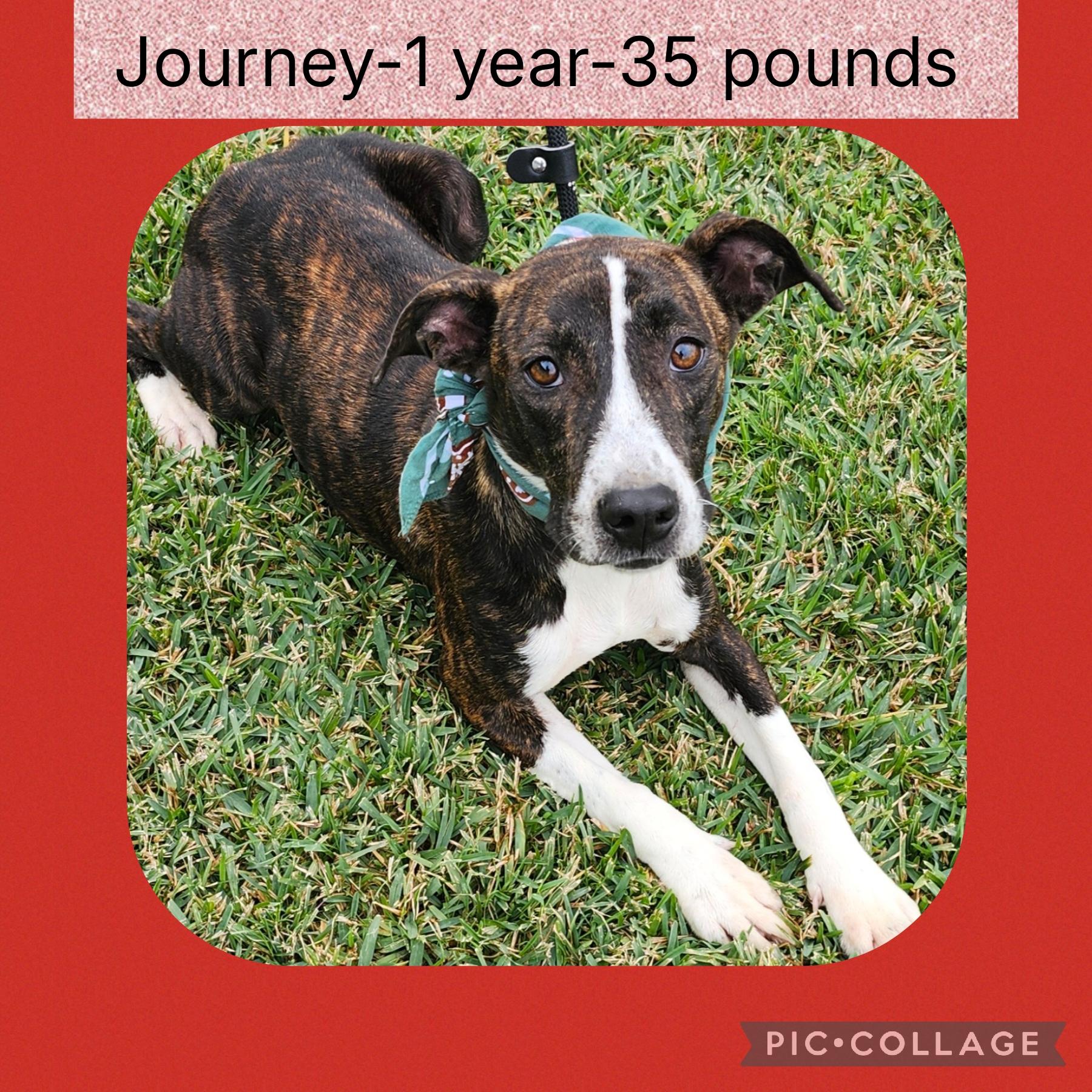 Enlarge Journey, a ADOPTABLE mixed breed in New Iberia, LA image 1/1