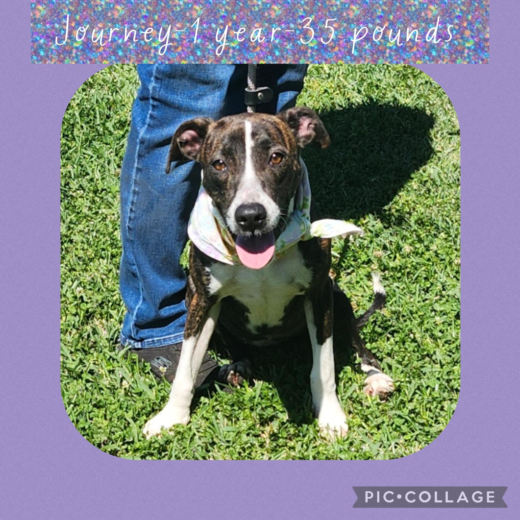 Enlarge Journey, a ADOPTABLE mixed breed in New Iberia, LA image 1/1