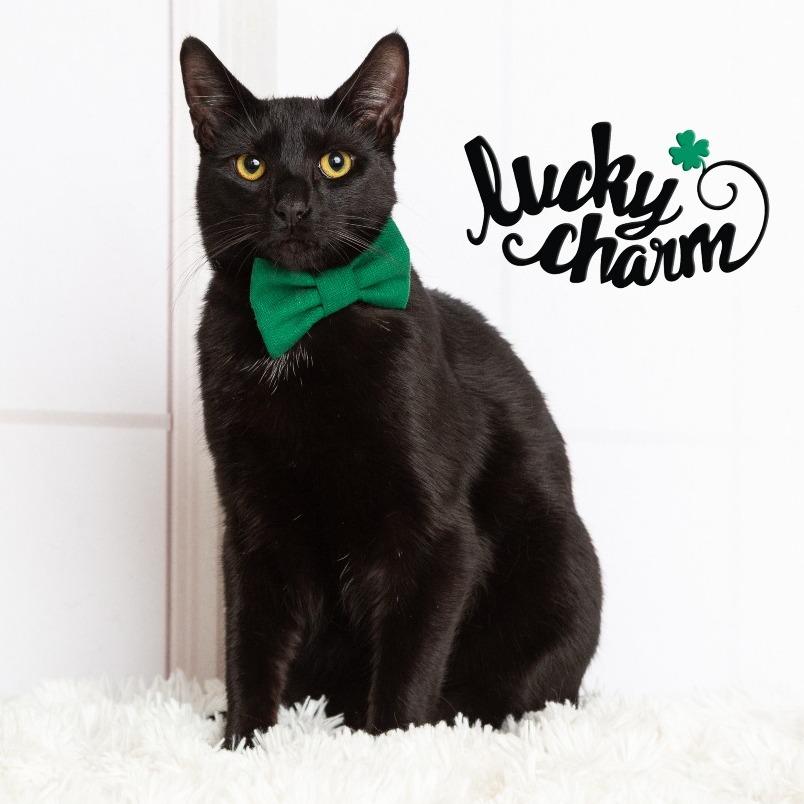 Enlarge Vincent, a Adoptable Domestic Short Hair in Flower Mound, TX image 1/6