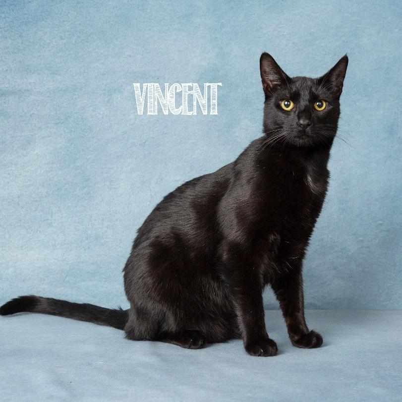 Enlarge Vincent, a Adoptable Domestic Short Hair in Flower Mound, TX image 2/6