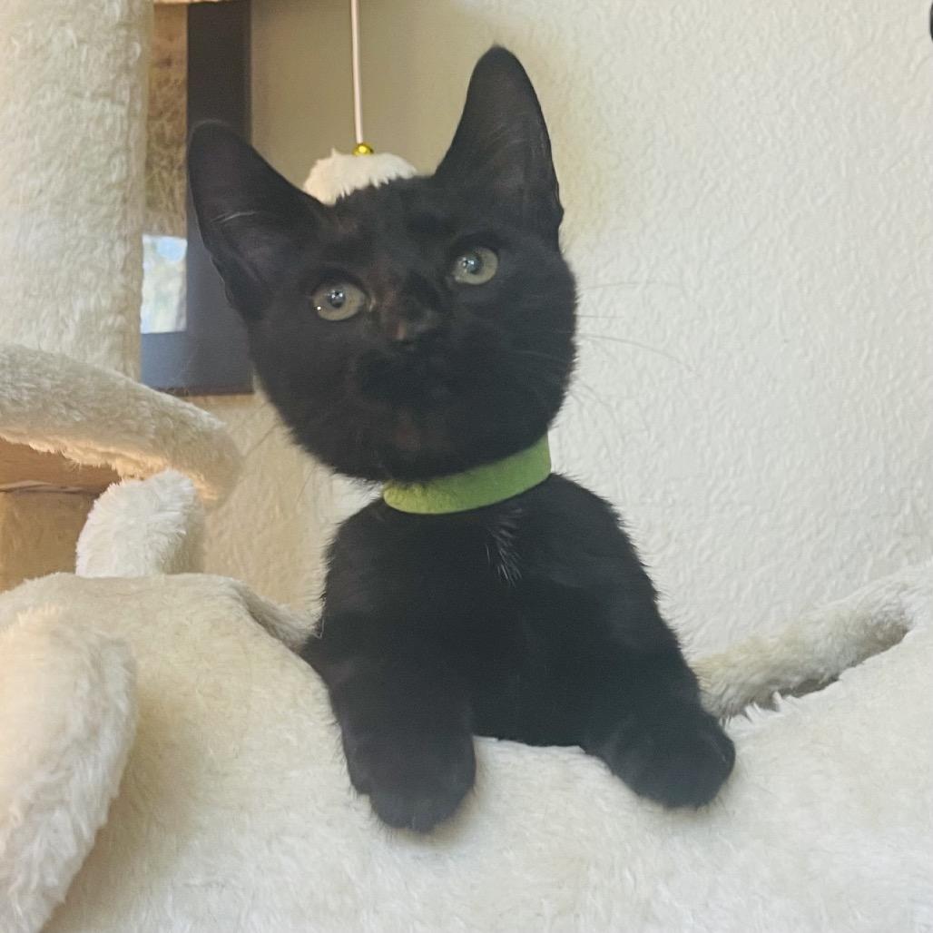 Vincent, Adoptable, Young Male Domestic Short Hair.