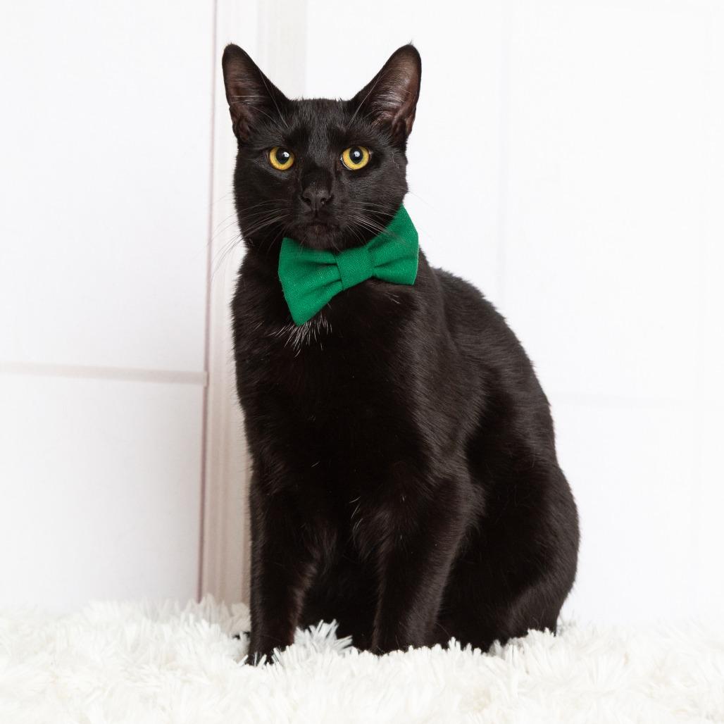 Enlarge Vincent, a Adoptable Domestic Short Hair in Flower Mound, TX image 3/6