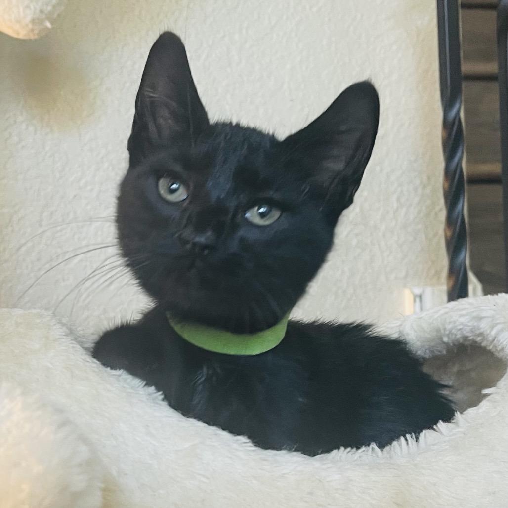 Enlarge Vincent, a Adoptable Domestic Short Hair in Flower Mound, TX image 2/6