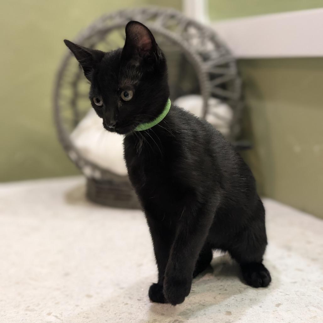 Enlarge Vincent, a Adoptable Domestic Short Hair in Flower Mound, TX image 3/6