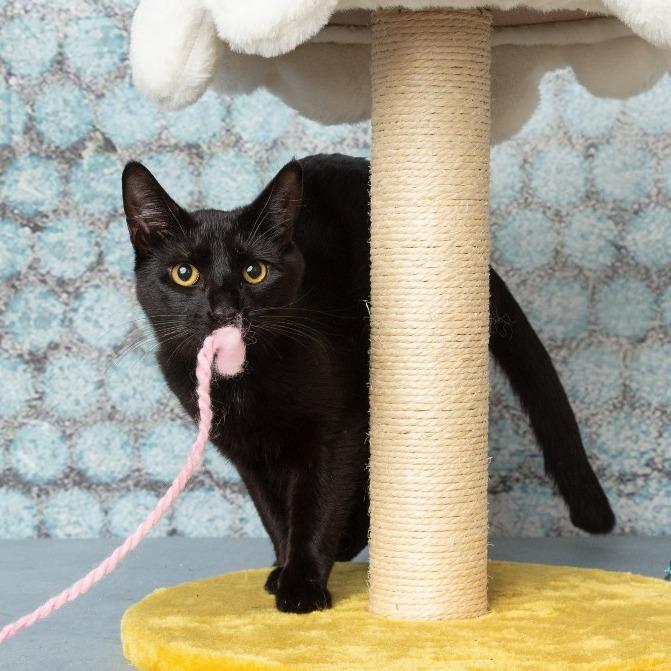 Enlarge Vincent, a Adoptable Domestic Short Hair in Flower Mound, TX image 4/6