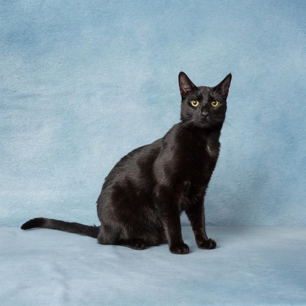 Enlarge Vincent, a Adoptable Domestic Short Hair in Flower Mound, TX image 4/6