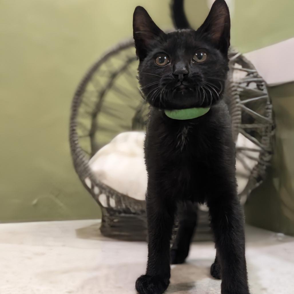 Enlarge Vincent, a Adoptable Domestic Short Hair in Flower Mound, TX image 5/6