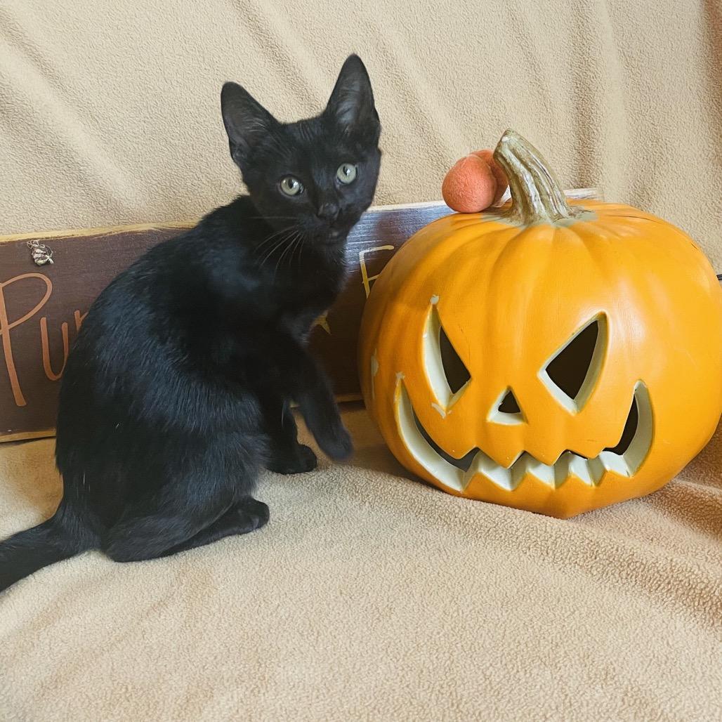 Enlarge Vincent, a Adoptable Domestic Short Hair in Flower Mound, TX image 5/6