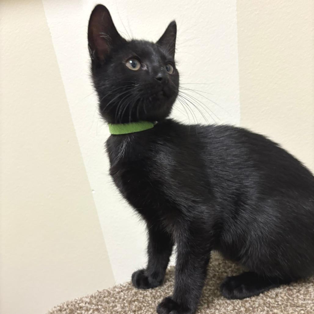 Vincent, a Adoptable Domestic Short Hair in Flower Mound, TX image 5/6