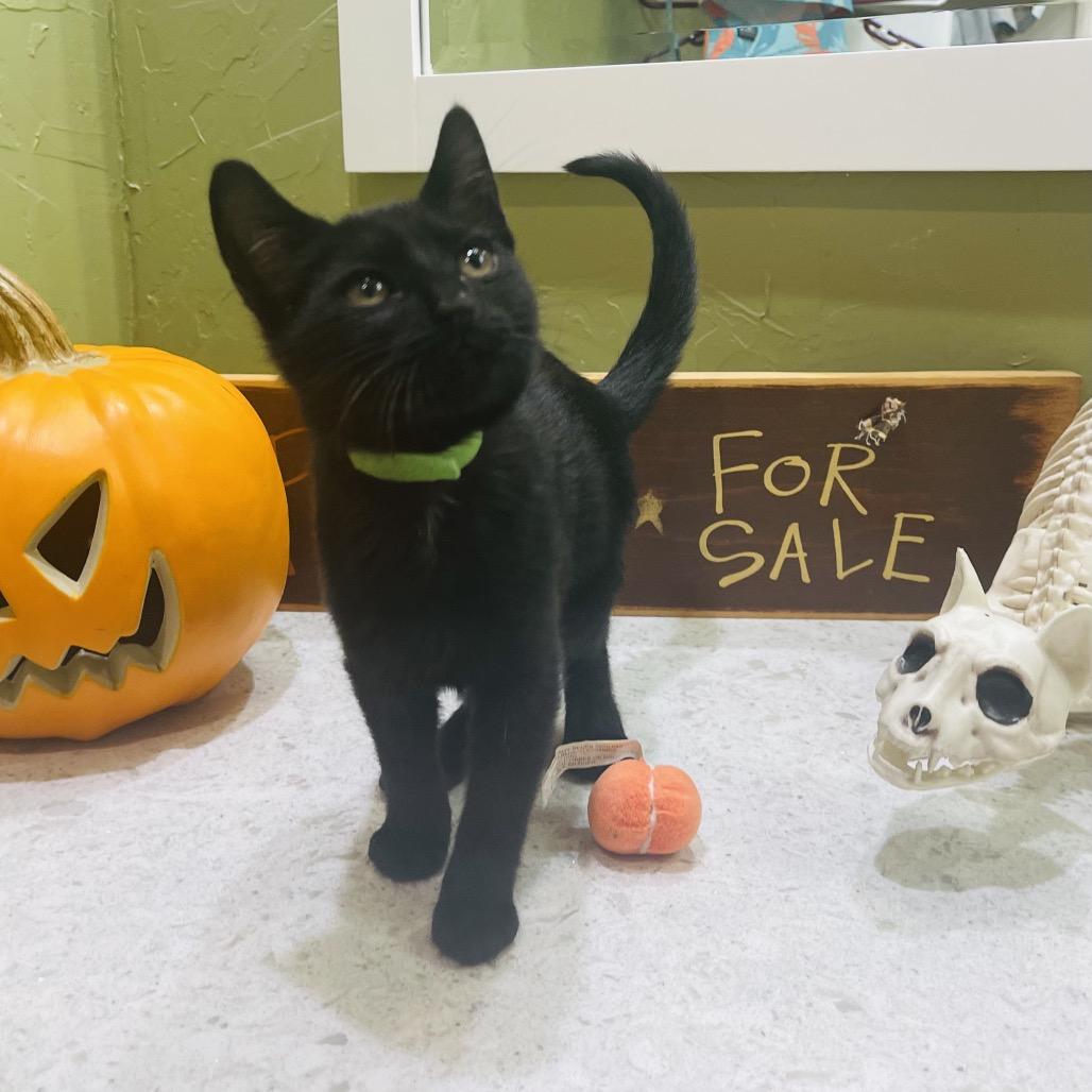 Enlarge Vincent, a Adoptable Domestic Short Hair in Flower Mound, TX image 6/6