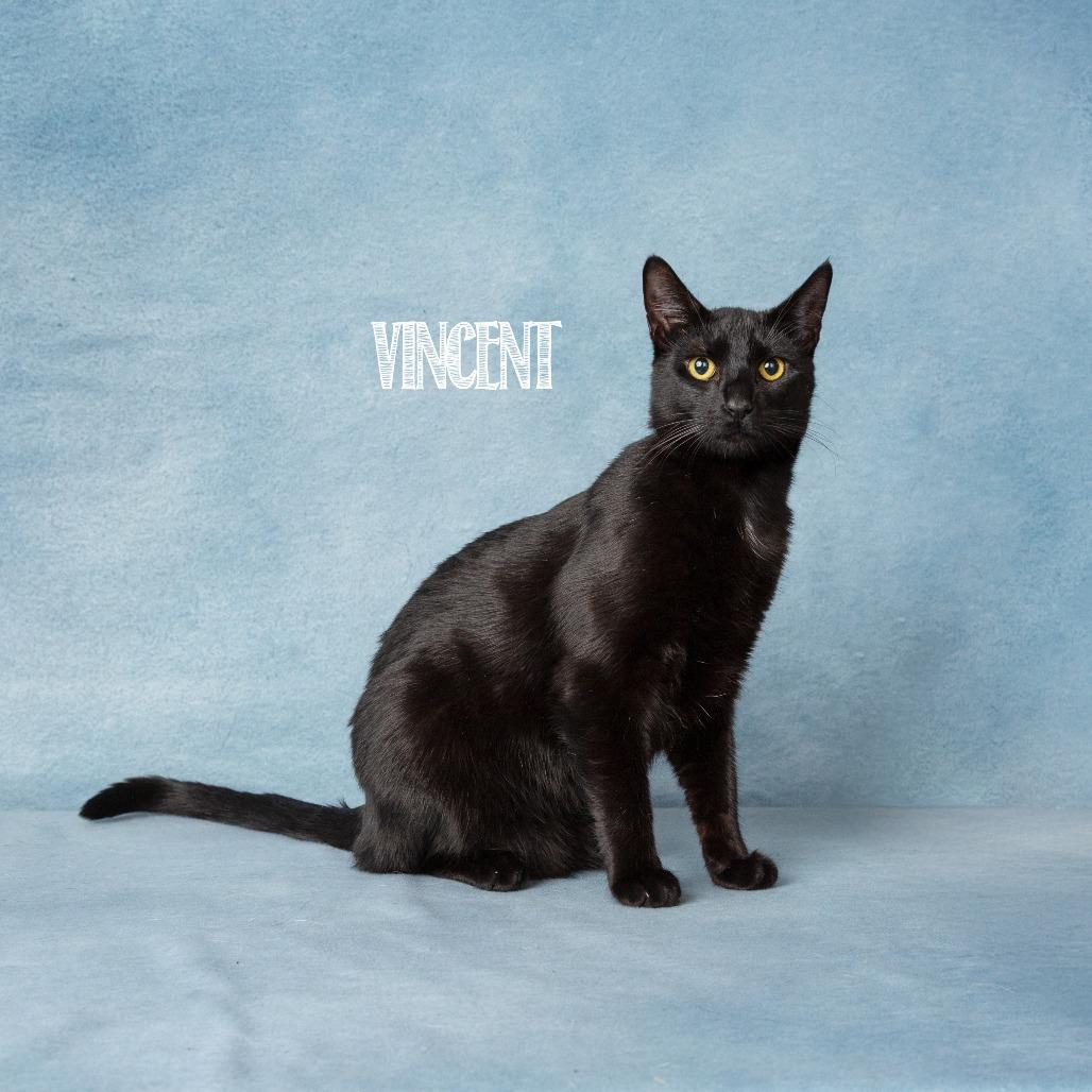 Enlarge Vincent, a Adoptable Domestic Short Hair in Flower Mound, TX image 6/6