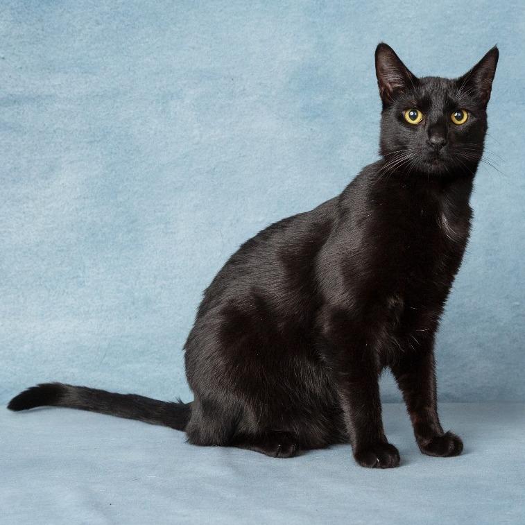 Enlarge Vincent, a Adoptable Domestic Short Hair in Flower Mound, TX image 5/6