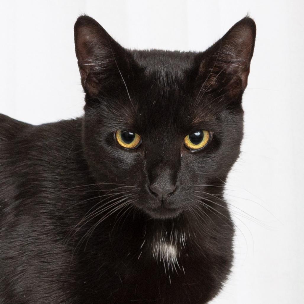 Enlarge Vincent, a Adoptable Domestic Short Hair in Flower Mound, TX image 6/6