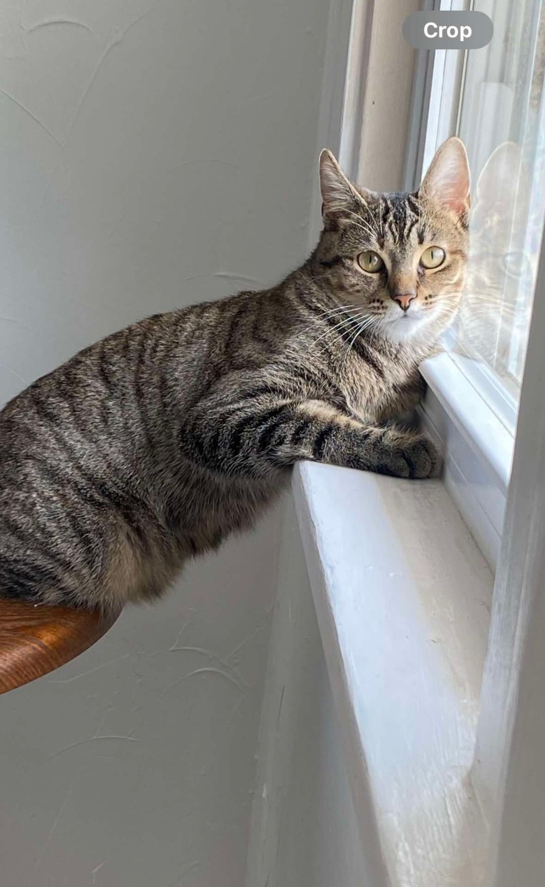 Nellie, an adoptable Domestic Short Hair in Massillon, OH image 5/5